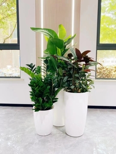 揭秘前湾绿植租赁价格，性价比高到超乎想象！