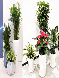 镇海绿化修剪大揭秘，实惠价格打造迷人景致！