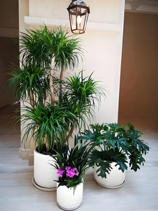 揭秘宁波前湾花木租赁方案，开启别样风情