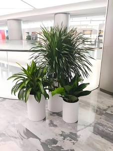 宁波前湾花木租赁，专业之选超安心